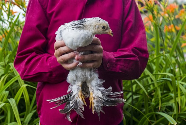 Close up of Caucasian boy holding chicken