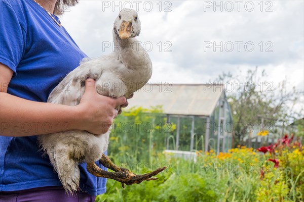 Close up of woman holding duck on farm
