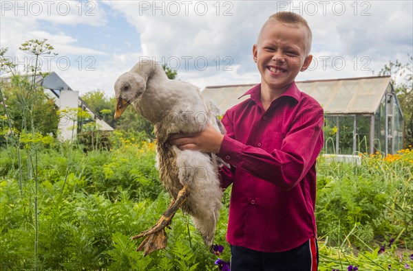 Caucasian boy holding duck on farm