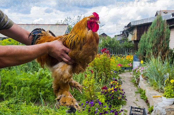 Close up of man holding rooster on farm