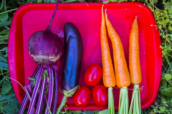 Organic vegetables on tray