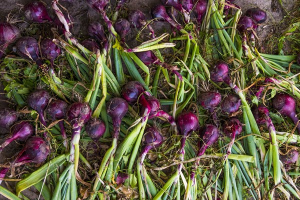 Fresh picked red onions on ground