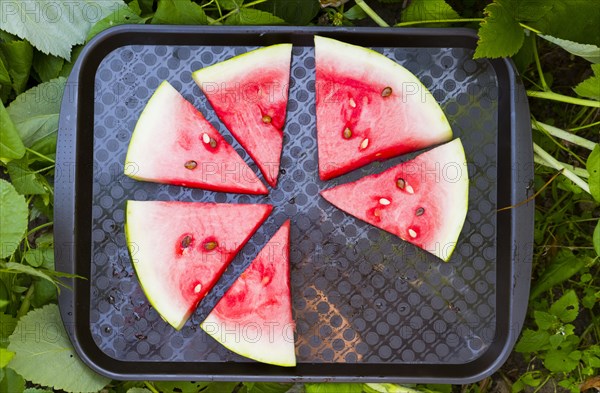 Watermelon slices on plastic tray