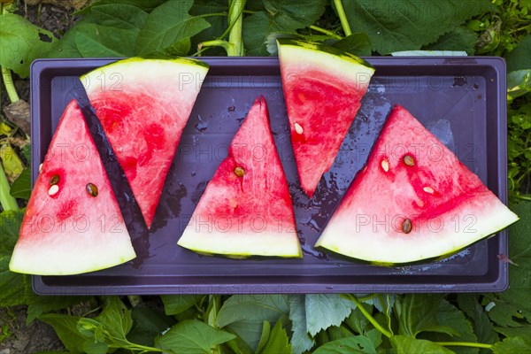 Watermelon slices on plastic tray