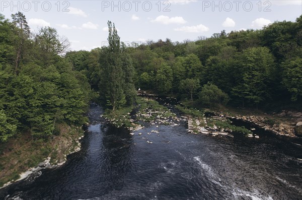 Trees near river