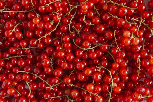 Close up of red berries
