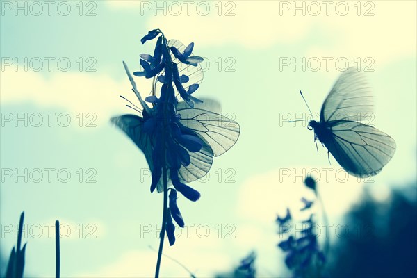 Butterflies landing on flower