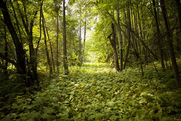 Green forest floor in rural landscape