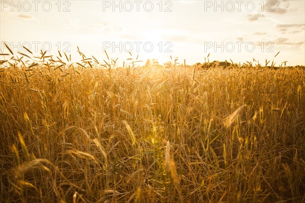 Tall stalks of wheat in crop field