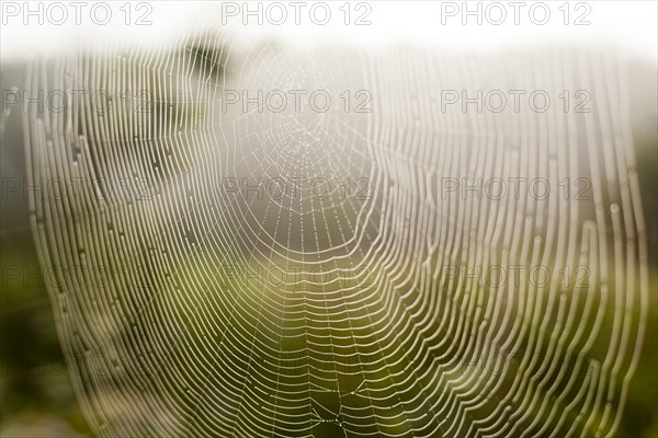 Close up of spider web outdoors