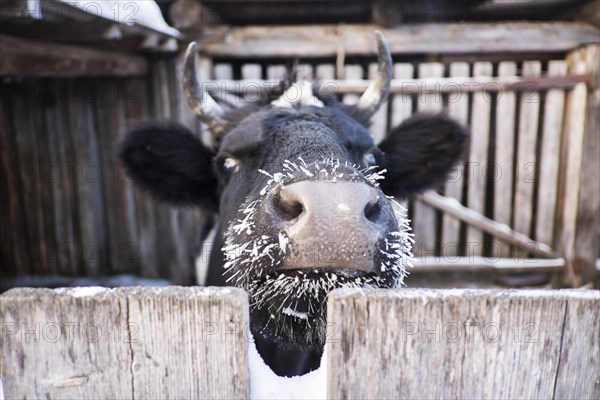 Close up of cow with frozen whiskers peering over fence