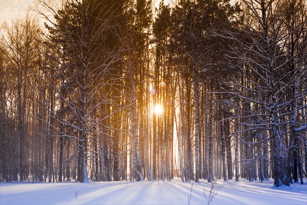 Sun shining through trees in snowy forest