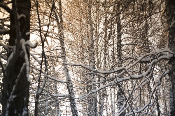 Close up of snowy tree branches in forest