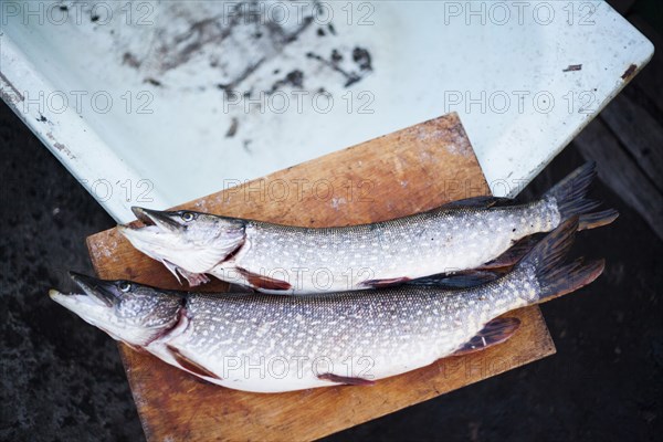 Close up of fresh caught fish on cutting board