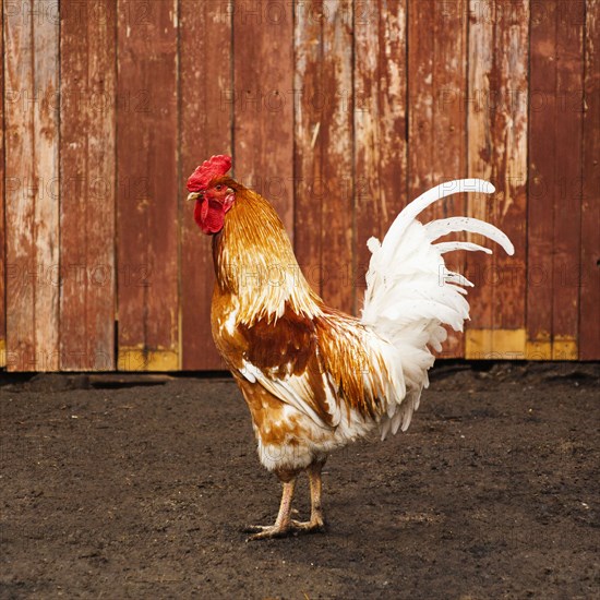 Rooster standing in dirt yard