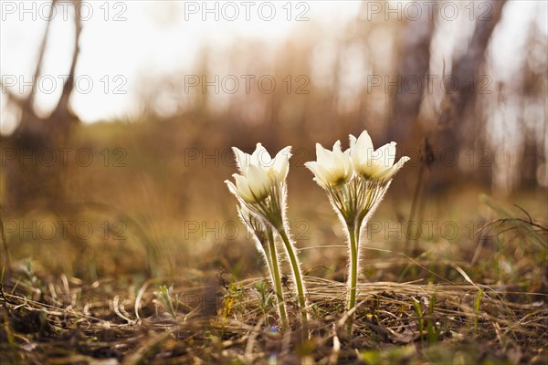 Close up of flowers blooming in forest