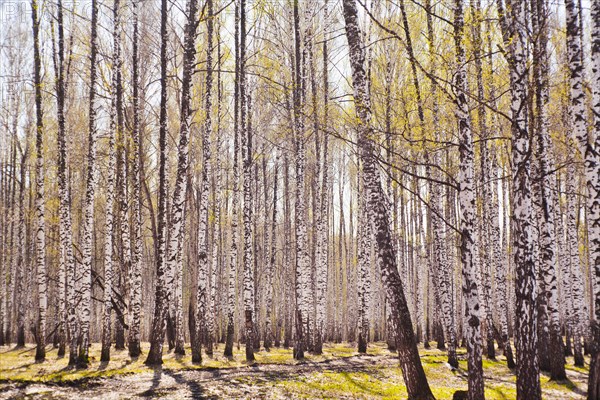 Trees growing along path