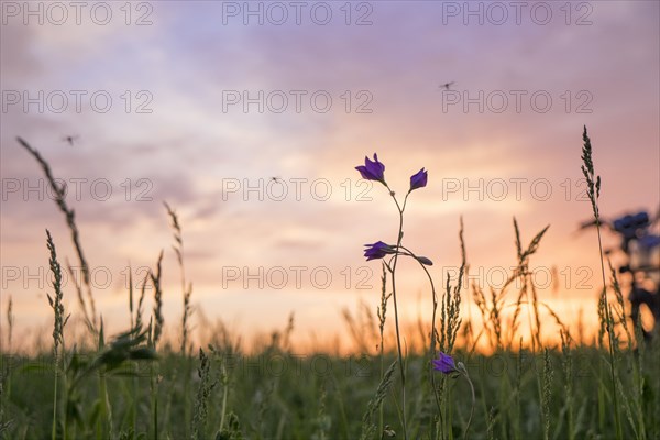 Wildflowers growing in rural field