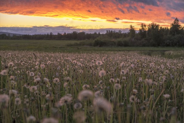 Tall weeds growing in rural field