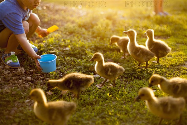 Mari boy feeding ducks on farm