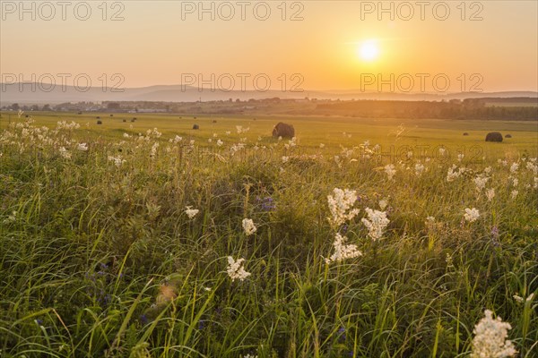 Tall grass growing in rural field at sunset