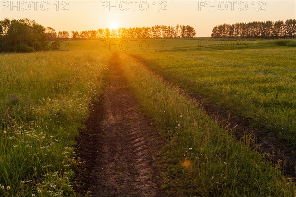 Tire tracks in rural field at sunset