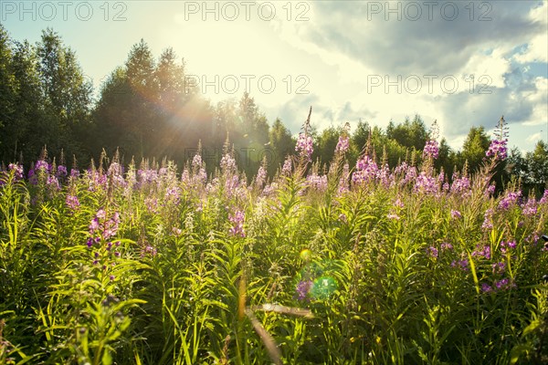 Flowers growing in rural field