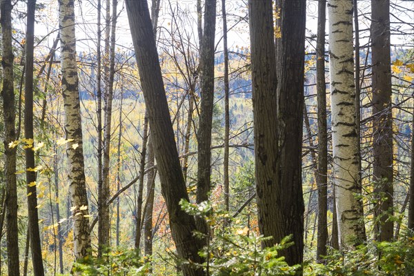 Trees in rural forest