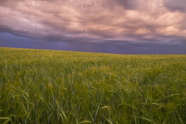 Storm clouds over field of tall grass