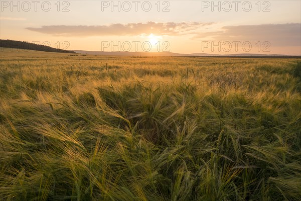 Field of tall grass at sunset