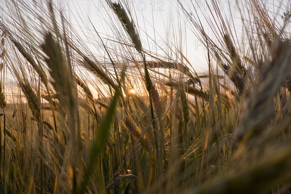 Close up of tall grass in field