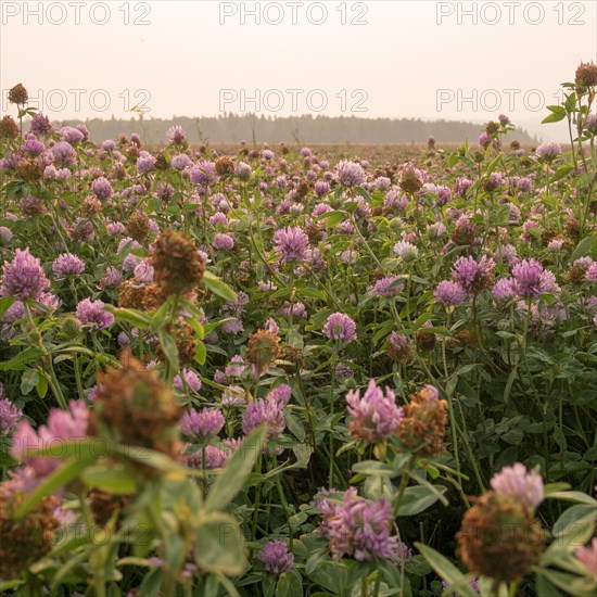 Close up of pink flowers in field