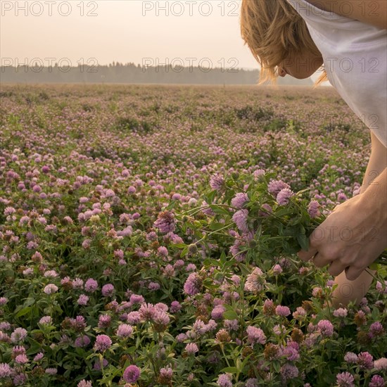 Caucasian woman picking flowers in field