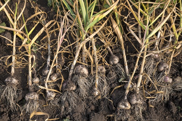 Bulbs laying in soil