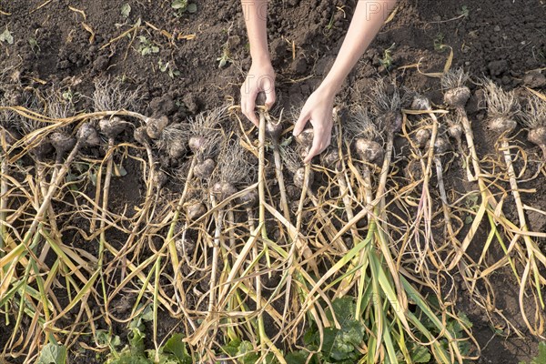 Hands of Caucasian woman arranging bulbs in soil