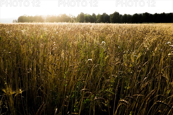 Tall grass in sunny field
