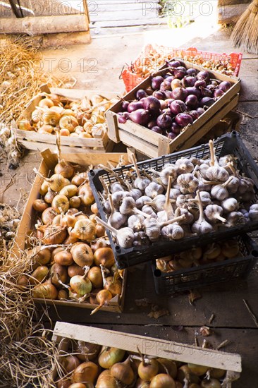 Cartons of onions on barn floor