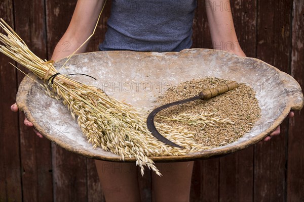 Caucasian woman holding tray with wheat and sickle