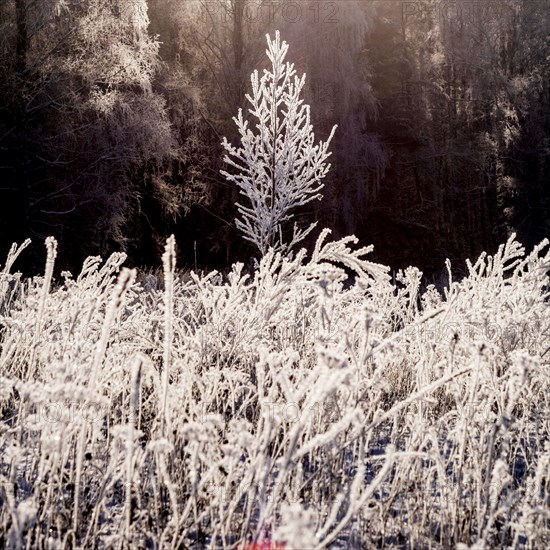 Frost on branches in winter forest