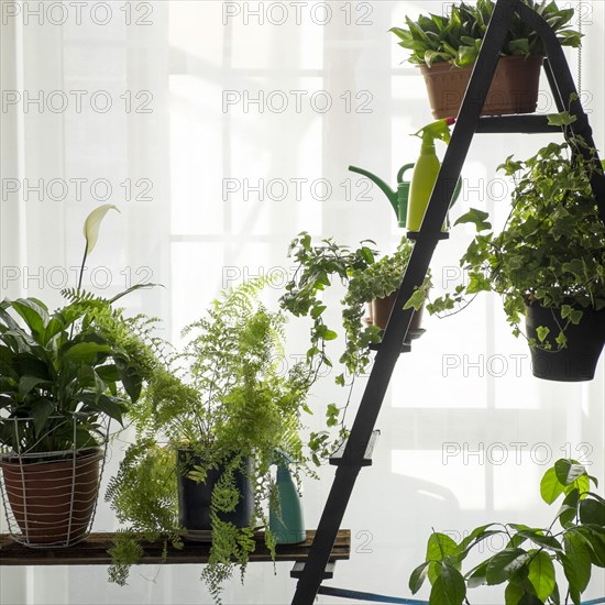 Green potted plants near window curtain