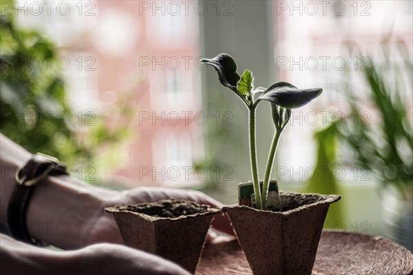 Caucasian hands holding potted plant