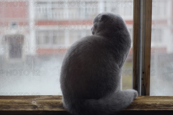 Cat sitting on windowsill