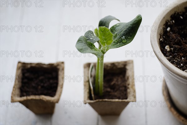 Water droplets on seedling