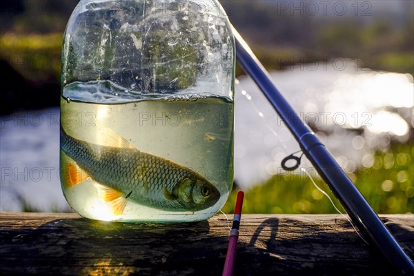 Fish in jar near fishing rod