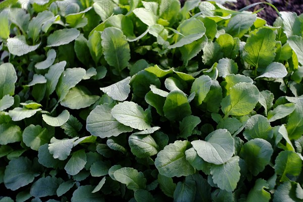 Green leaves