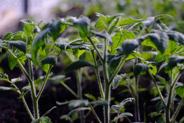 Green seedlings