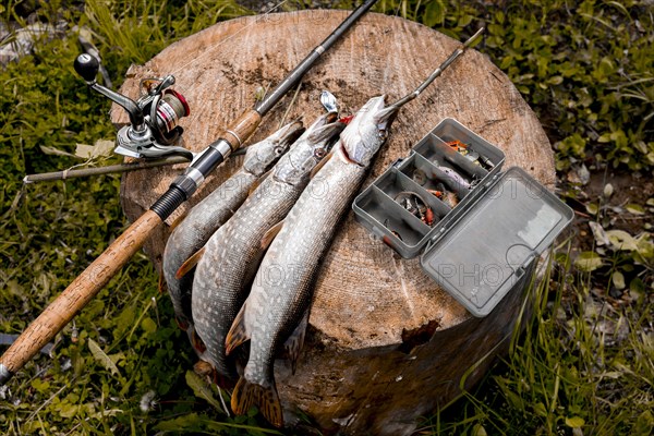 Fish and fishing rod on tree stump