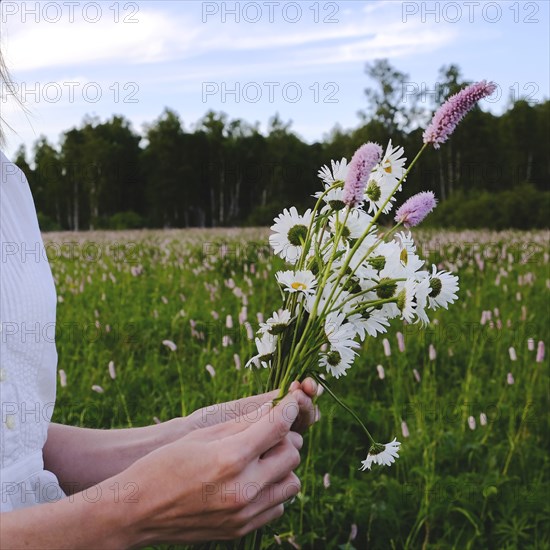 Hands of woman picking wildflowers