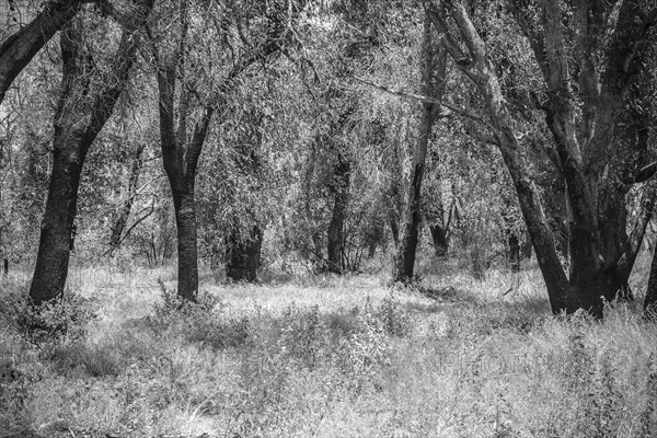 Trees in dense forest