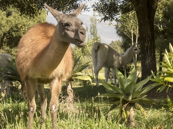 Llamas standing in tall grass